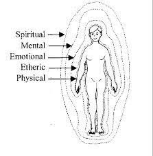 human body layers